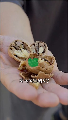 깨진 호두 속에 비친 초록 및 이미지 위에 적힌  저 녹색은 뭐지? 라는 텍스트