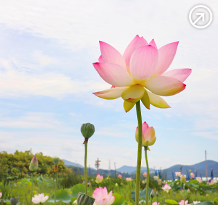연꽃테마파크
