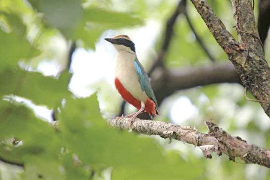 카카오와 땡스카본의 TNFD 기반 생물다양성 영향평가 현장 – 팔색조 서식지 조사 이미지