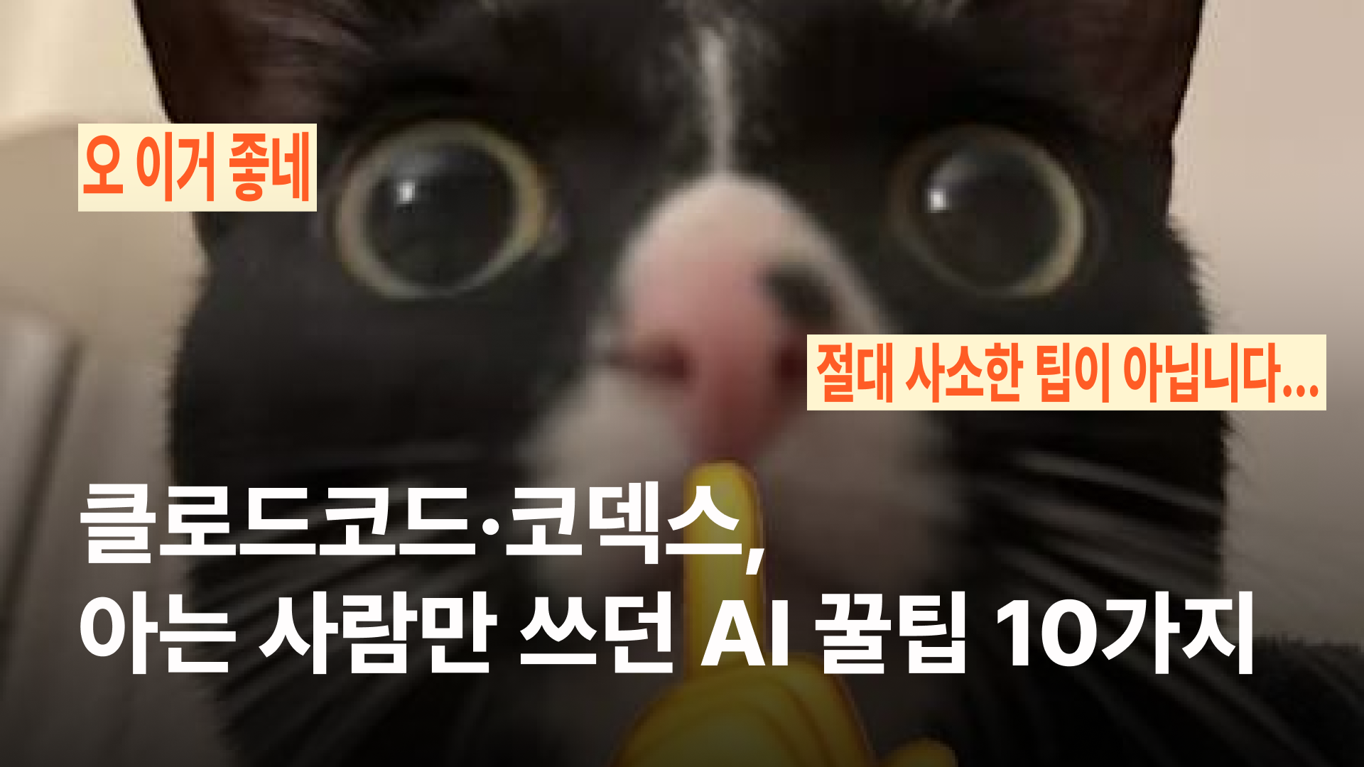클로드코드·코덱스, 아는 사람만 쓰던 AI 꿀팁 10가지