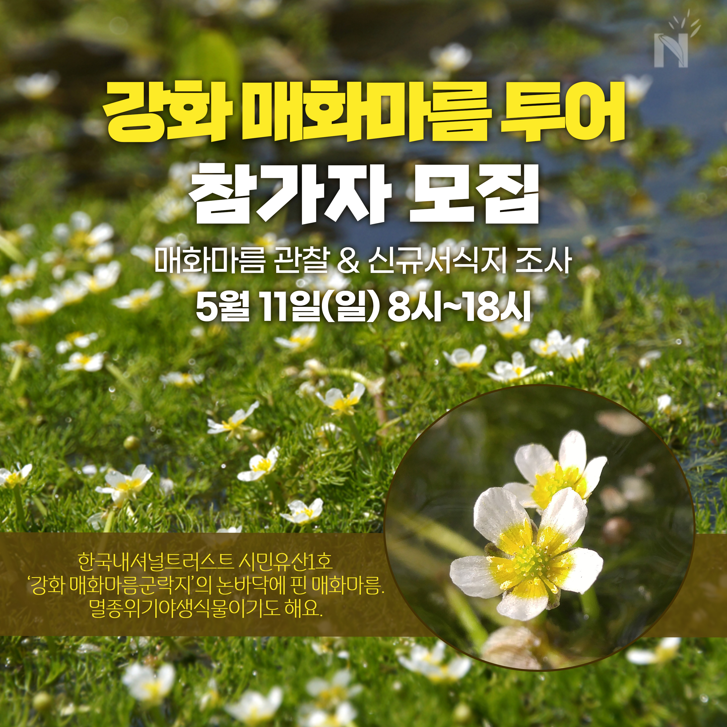 [마감] 강화 매화마름 투어, 물 위를 수놓은 매화마름 보러 가요 > 공지사항 | 한국내셔널트러스트