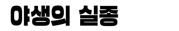 야생의 실종