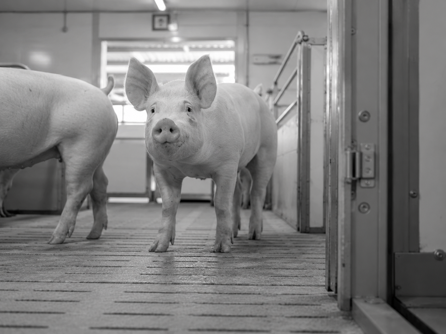 Pigs in a swine production facility